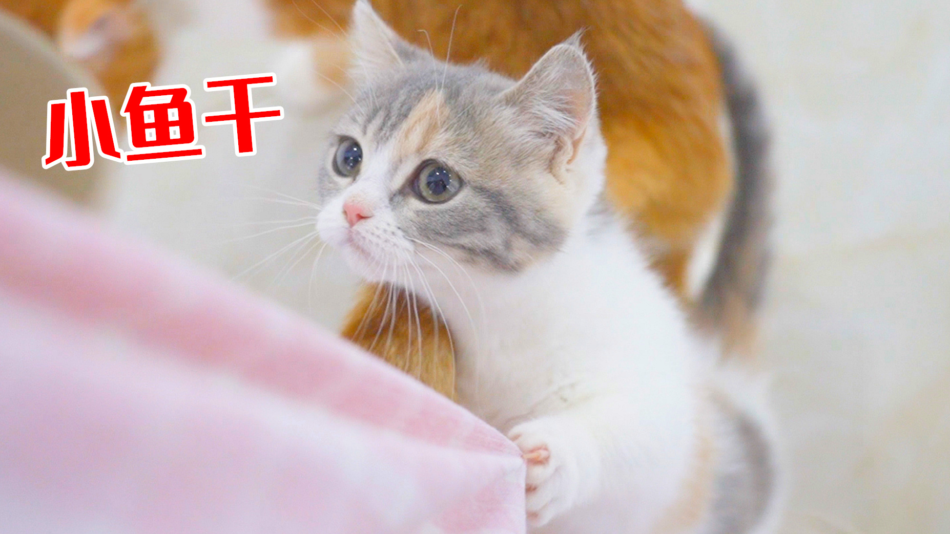 往猫咪嘴里丢小鱼干,猫能不能接住?猫:瞧好了!